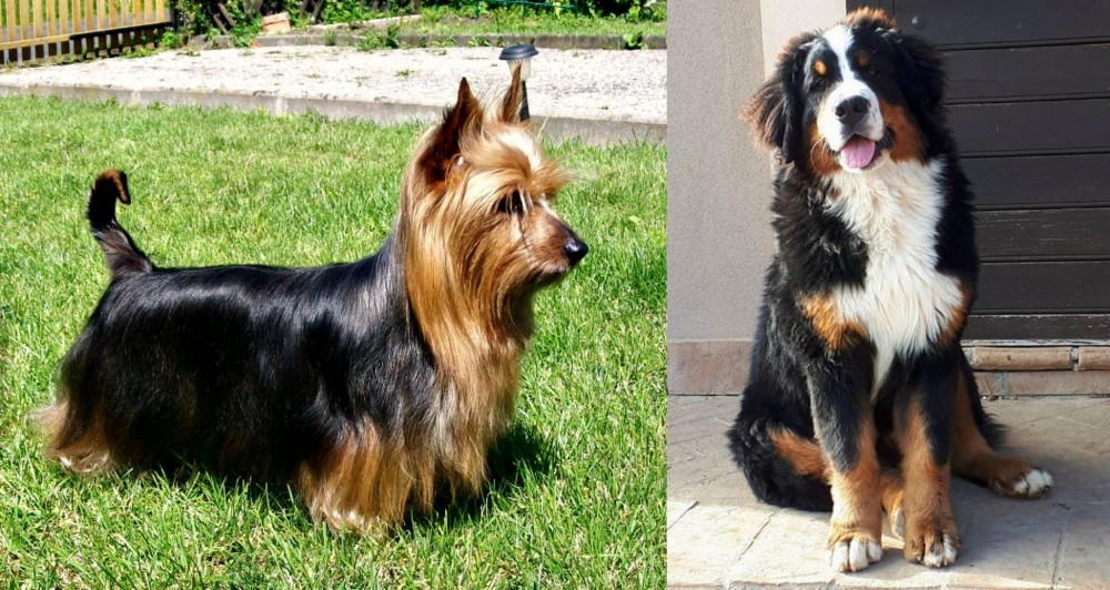 Mountain Burmese vs Australian Silky Terrier - Breed Comparison