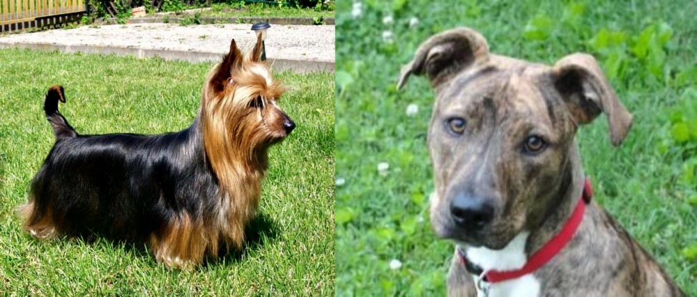 Mountain Cur vs Australian Silky Terrier - Breed Comparison