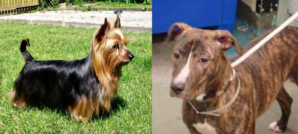Mountain View Cur vs Australian Silky Terrier - Breed Comparison