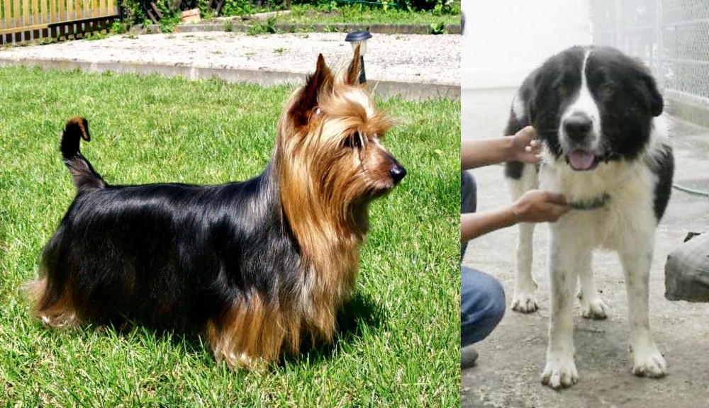 Mucuchies vs Australian Silky Terrier - Breed Comparison