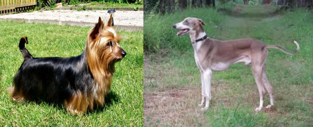 Mudhol Hound vs Australian Silky Terrier - Breed Comparison