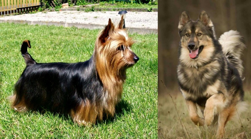 Native American Indian Dog vs Australian Silky Terrier - Breed Comparison
