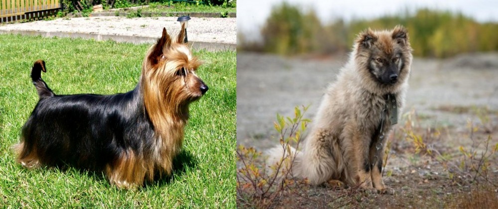 Nenets Herding Laika vs Australian Silky Terrier - Breed Comparison