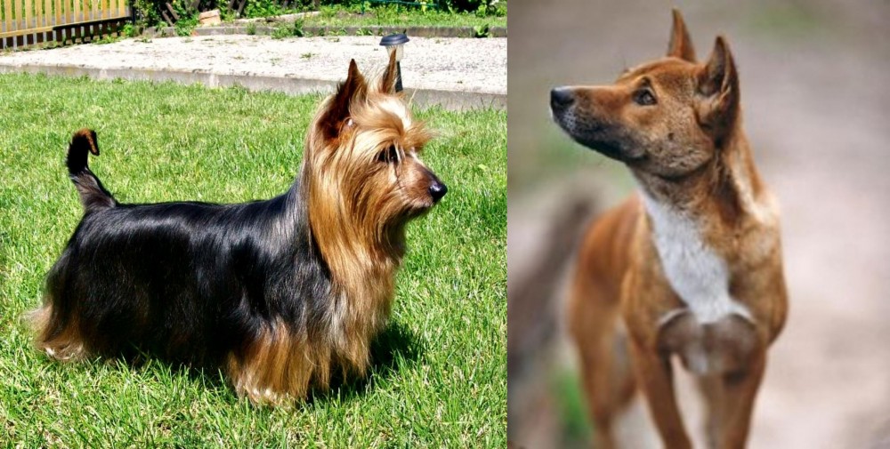 New Guinea Singing Dog vs Australian Silky Terrier - Breed Comparison