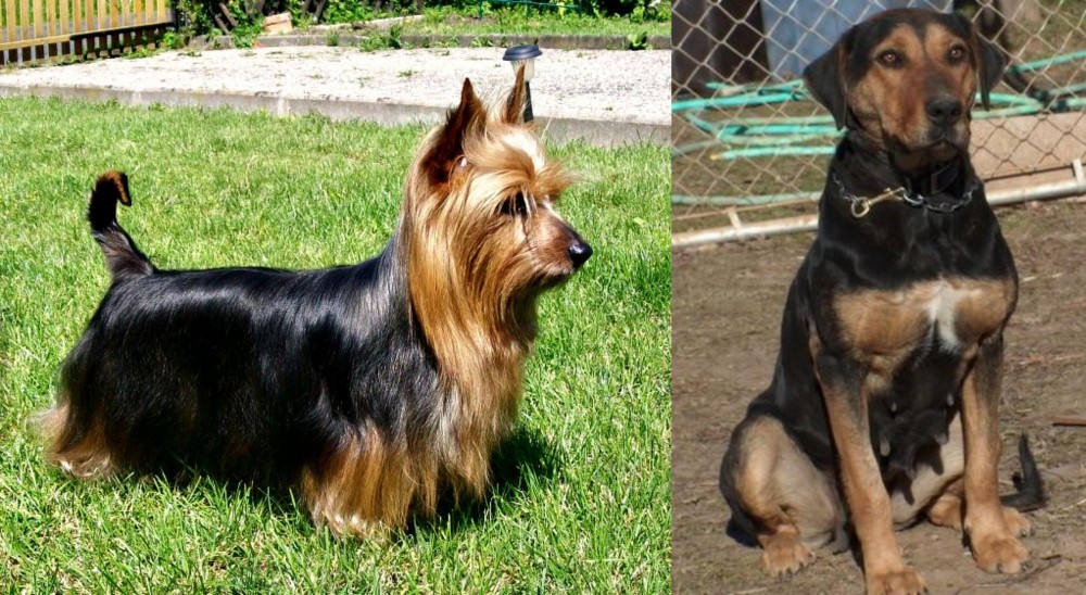 New Zealand Huntaway vs Australian Silky Terrier - Breed Comparison