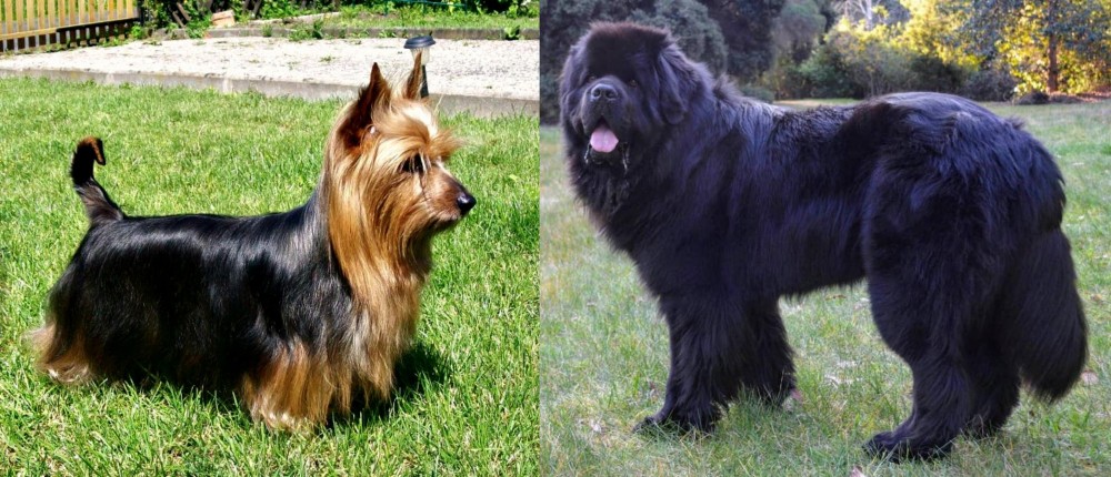Newfoundland Dog vs Australian Silky Terrier - Breed Comparison