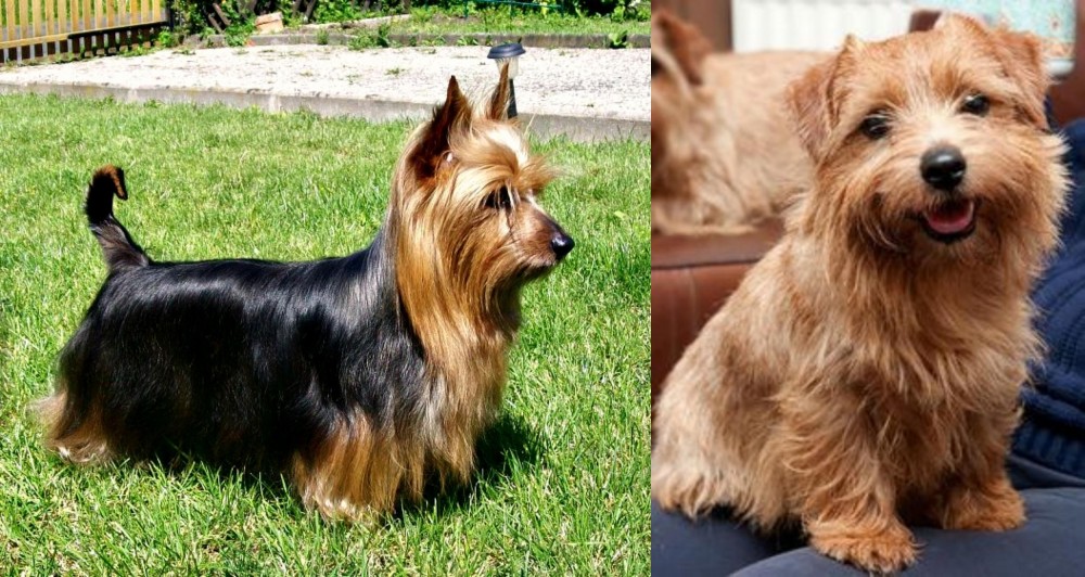 Norfolk Terrier vs Australian Silky Terrier - Breed Comparison
