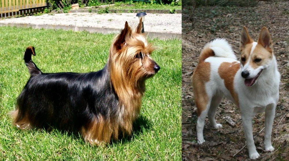 Norrbottenspets vs Australian Silky Terrier - Breed Comparison