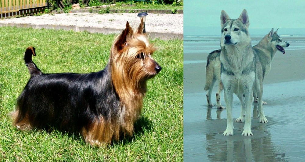 Northern Inuit Dog vs Australian Silky Terrier - Breed Comparison