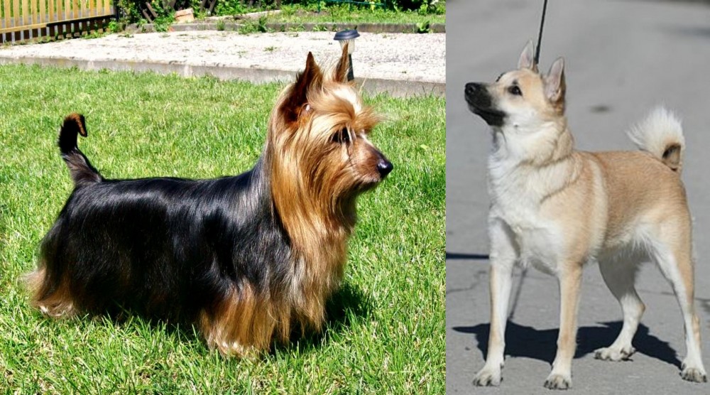 Norwegian Buhund vs Australian Silky Terrier - Breed Comparison