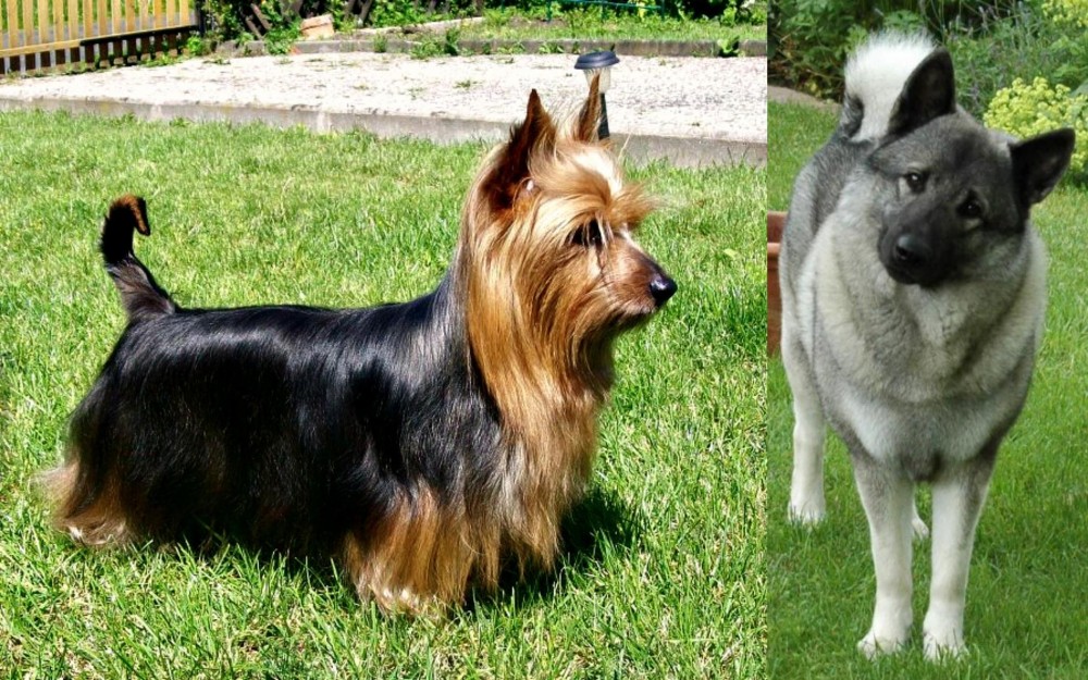 Norwegian Elkhound vs Australian Silky Terrier - Breed Comparison