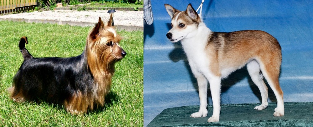 Norwegian Lundehund vs Australian Silky Terrier - Breed Comparison