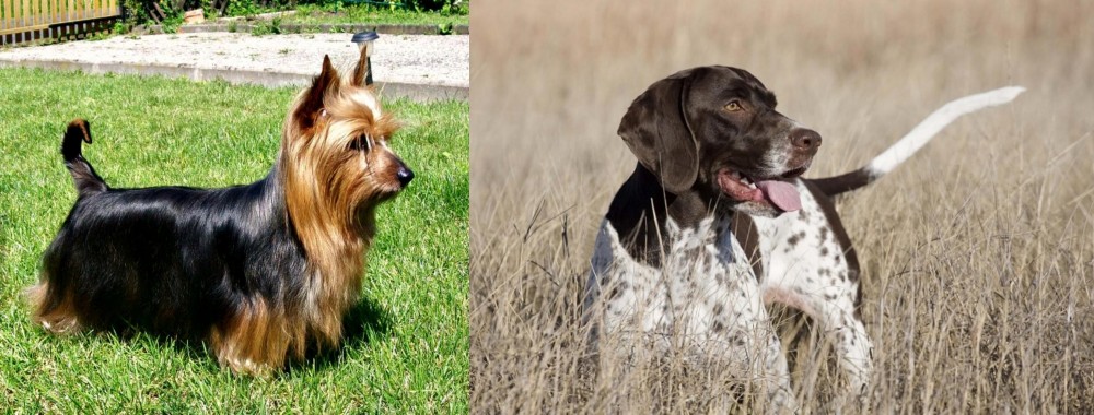 Old Danish Pointer vs Australian Silky Terrier - Breed Comparison