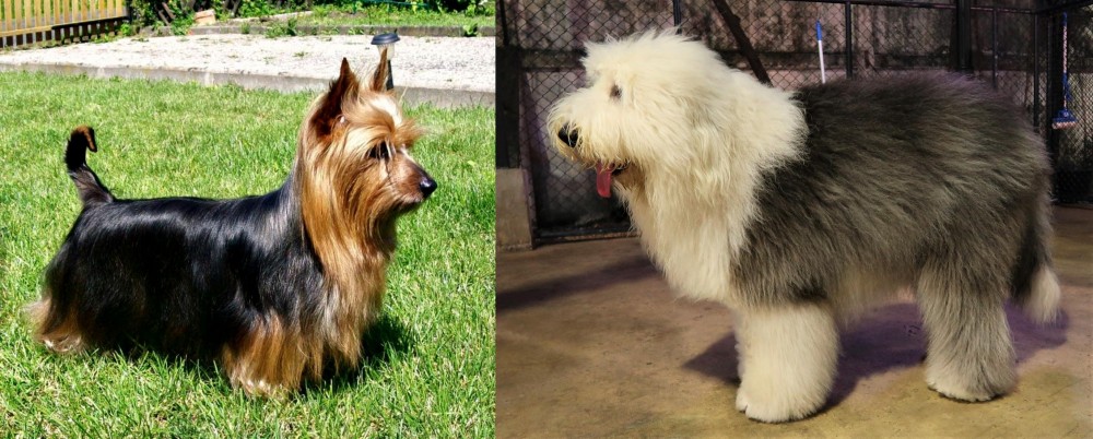 Old English Sheepdog vs Australian Silky Terrier - Breed Comparison