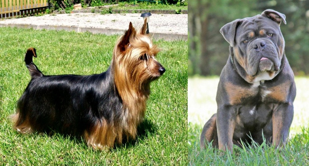 Olde English Bulldogge vs Australian Silky Terrier - Breed Comparison