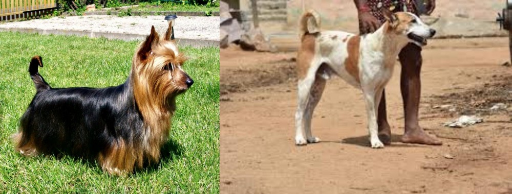 Pandikona vs Australian Silky Terrier - Breed Comparison