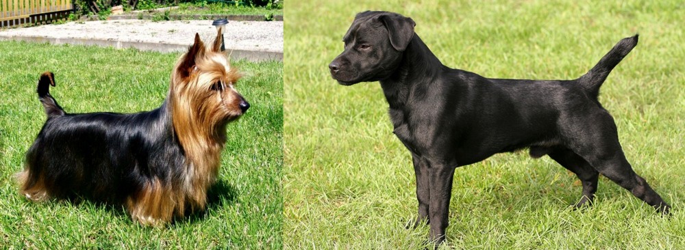 Patterdale Terrier vs Australian Silky Terrier - Breed Comparison