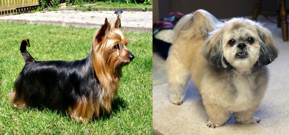 PekePoo vs Australian Silky Terrier - Breed Comparison