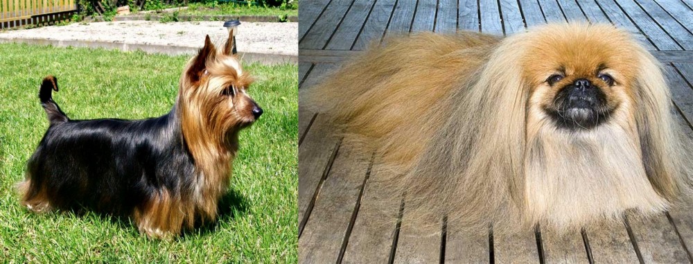 Pekingese vs Australian Silky Terrier - Breed Comparison