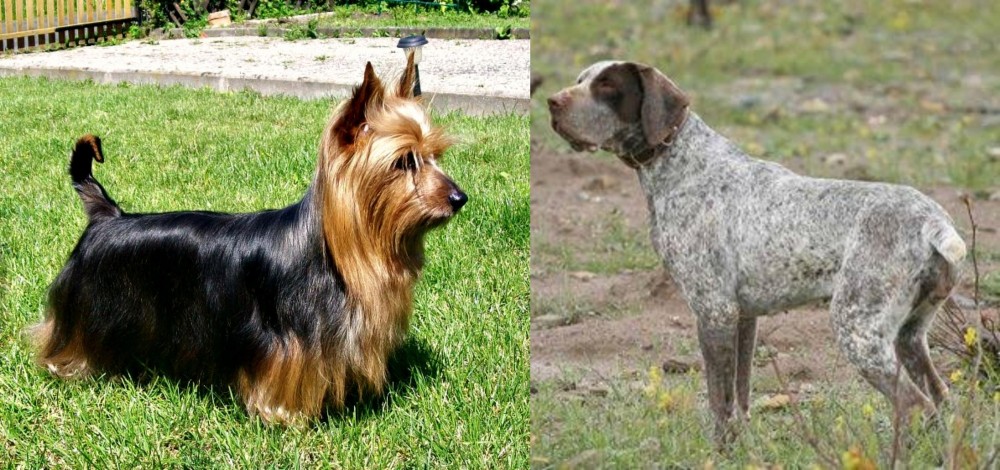 Perdiguero de Burgos vs Australian Silky Terrier - Breed Comparison