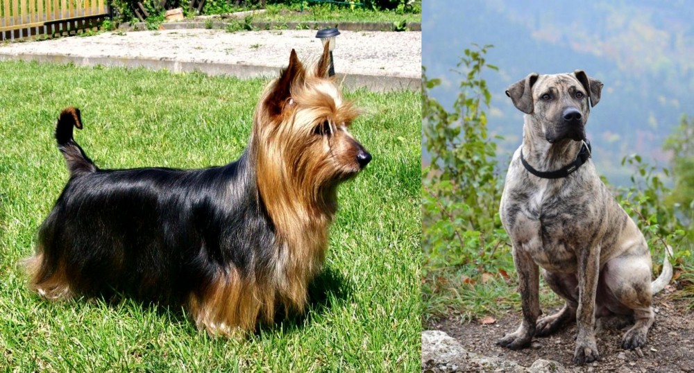 Perro Cimarron vs Australian Silky Terrier - Breed Comparison