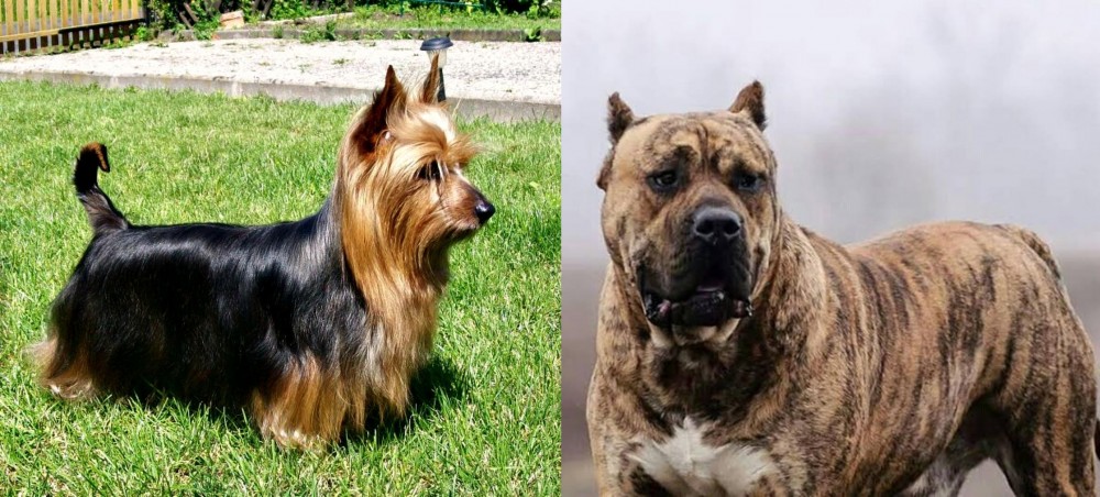 Perro de Presa Canario vs Australian Silky Terrier - Breed Comparison