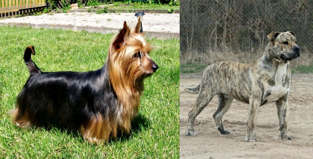 Perro de Presa Mallorquin vs Australian Silky Terrier - Breed Comparison