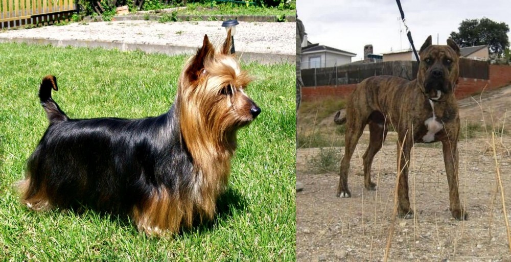 Perro de Toro vs Australian Silky Terrier - Breed Comparison