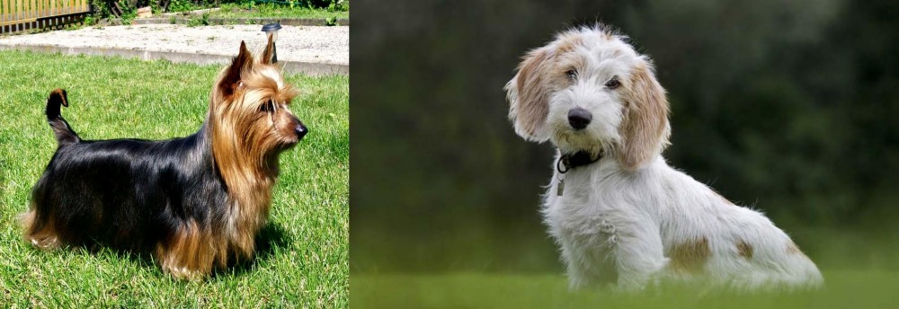 Petit Basset Griffon Vendeen vs Australian Silky Terrier - Breed Comparison