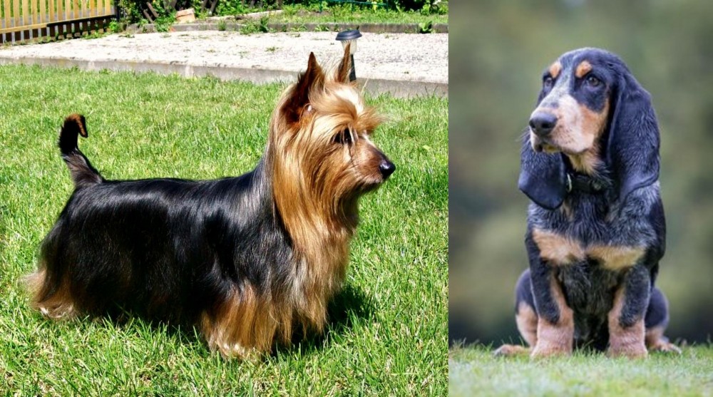 Petit Bleu de Gascogne vs Australian Silky Terrier - Breed Comparison