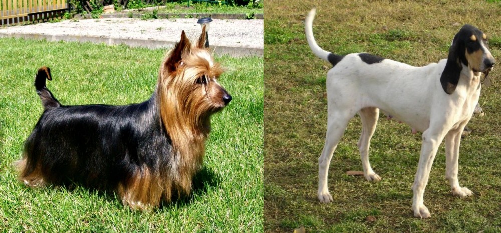 Petit Gascon Saintongeois vs Australian Silky Terrier - Breed Comparison