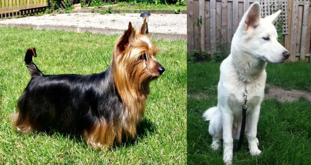 Phung San vs Australian Silky Terrier - Breed Comparison