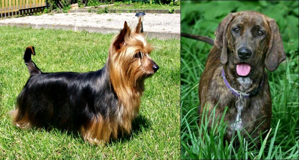 Plott Hound vs Australian Silky Terrier - Breed Comparison