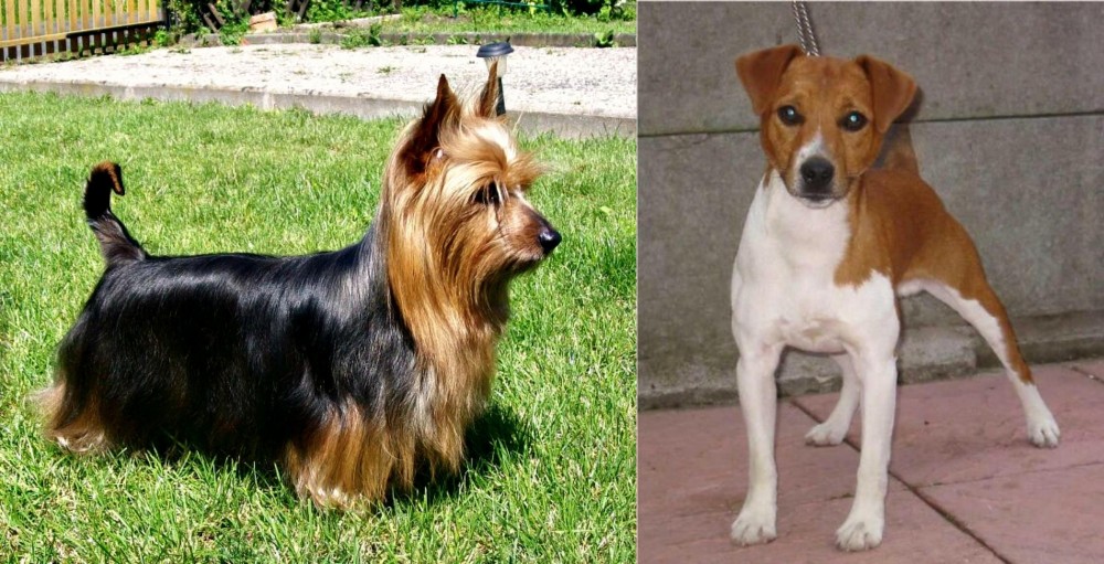 Plummer Terrier vs Australian Silky Terrier - Breed Comparison