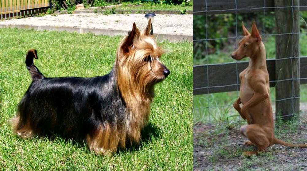 Podenco Andaluz vs Australian Silky Terrier - Breed Comparison