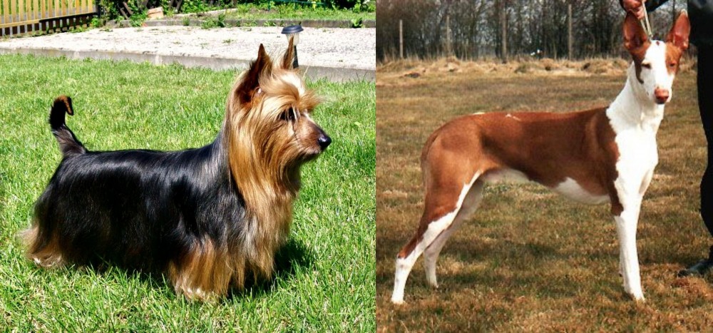 Podenco Canario vs Australian Silky Terrier - Breed Comparison