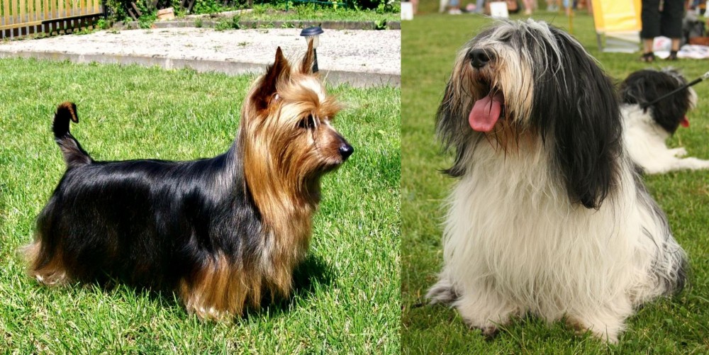 Polish Lowland Sheepdog vs Australian Silky Terrier - Breed Comparison