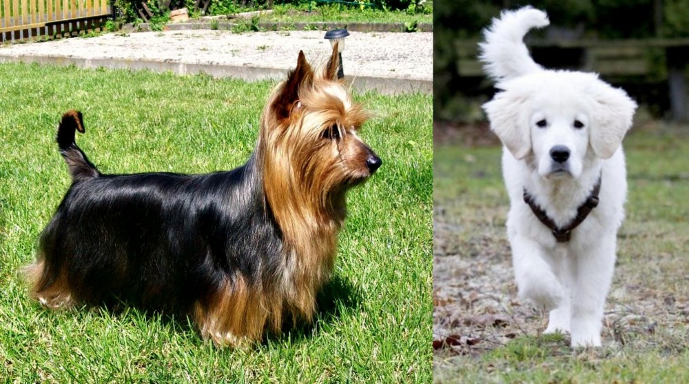 Polish Tatra Sheepdog vs Australian Silky Terrier - Breed Comparison