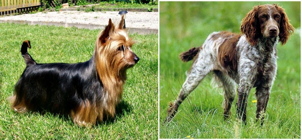 Pont-Audemer Spaniel vs Australian Silky Terrier - Breed Comparison