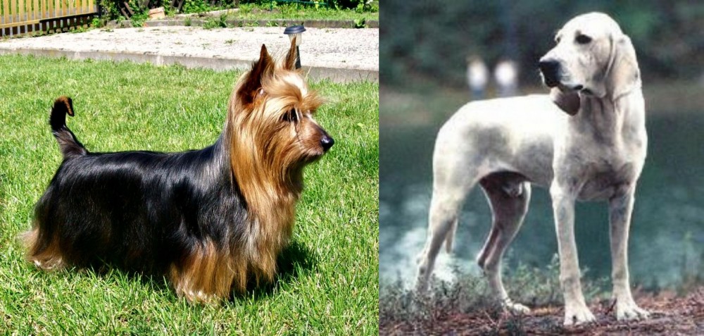 Porcelaine vs Australian Silky Terrier - Breed Comparison