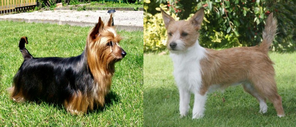 Portuguese Podengo vs Australian Silky Terrier - Breed Comparison