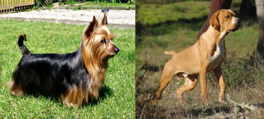 Portuguese Pointer vs Australian Silky Terrier - Breed Comparison