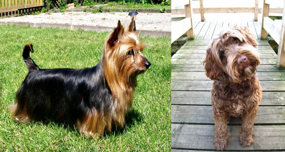 Portuguese Water Dog vs Australian Silky Terrier - Breed Comparison