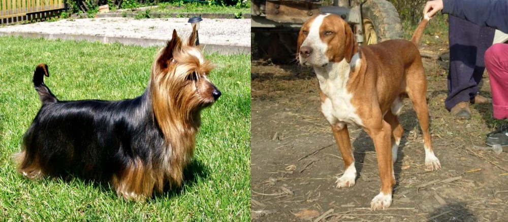 Posavac Hound vs Australian Silky Terrier - Breed Comparison