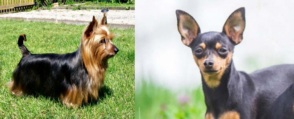 Prazsky Krysarik vs Australian Silky Terrier - Breed Comparison