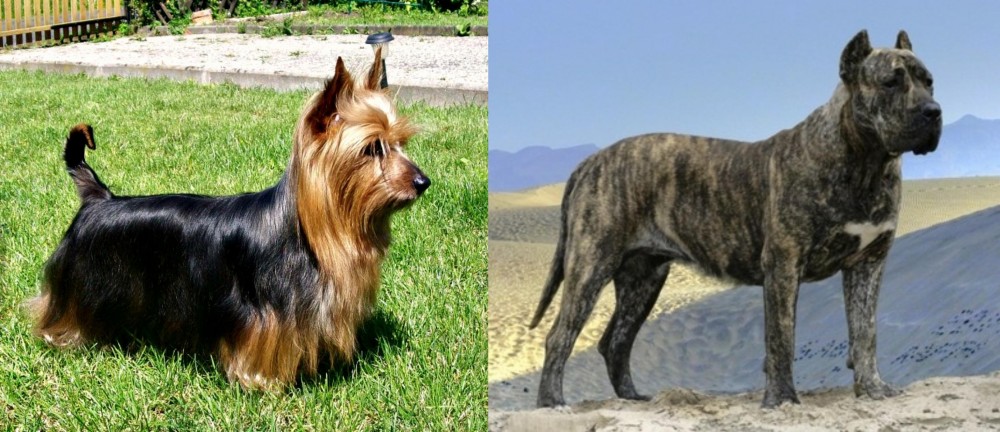 Presa Canario vs Australian Silky Terrier - Breed Comparison