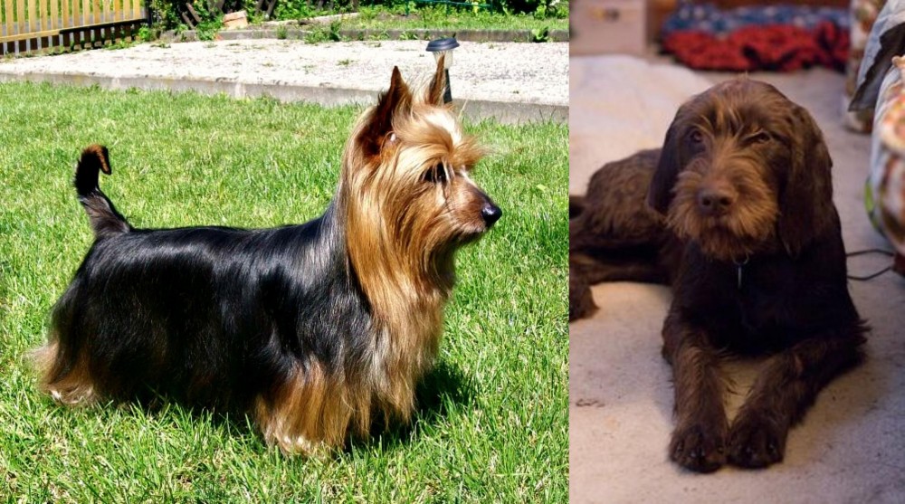 Pudelpointer vs Australian Silky Terrier - Breed Comparison