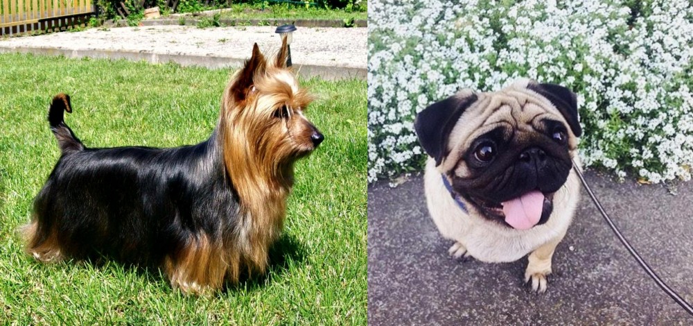 Pug vs Australian Silky Terrier - Breed Comparison
