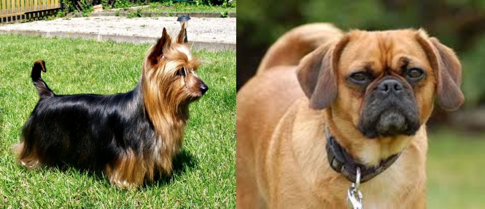Pugalier vs Australian Silky Terrier - Breed Comparison