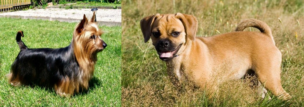 Puggle vs Australian Silky Terrier - Breed Comparison